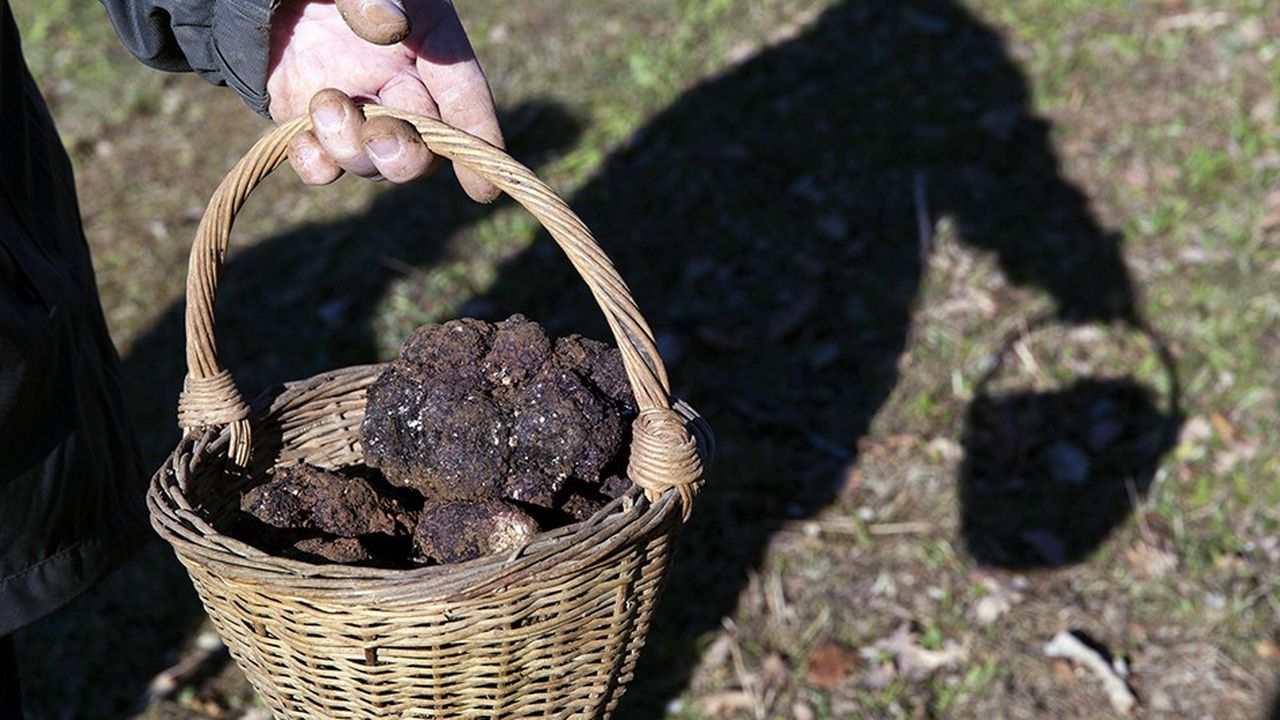 Recolte de truffes
