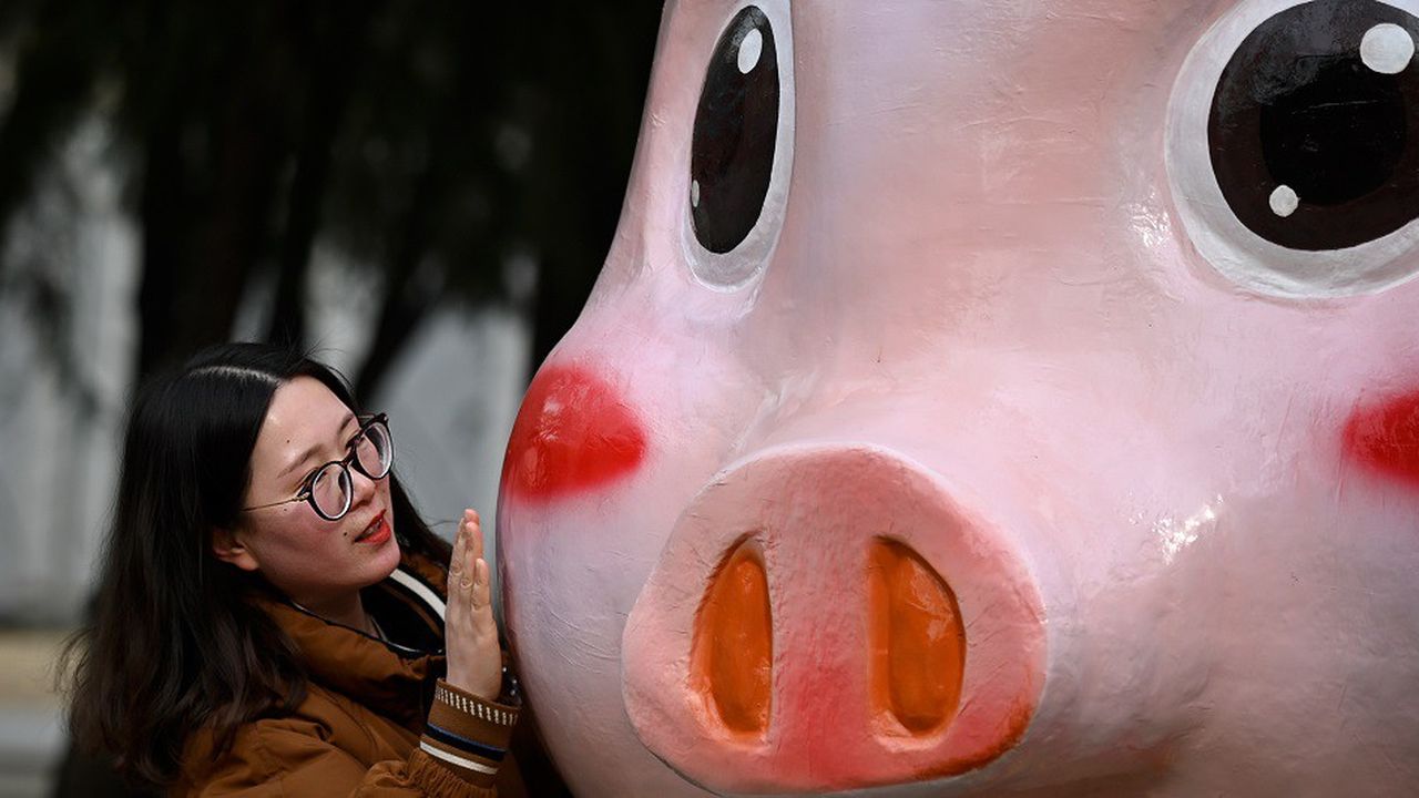 La nouvelle année chinoise sera sous le signe du « cochon de terre ».