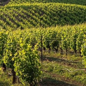 Plus de 220 pieds de vigne ont été mis en terre sur un terrain inoccupé de la municipalité de Courdimanche.