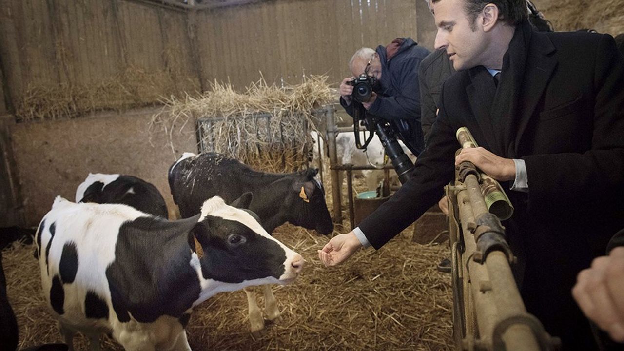 Emmanuel Macron, lors de la campagne pour l'élection présidentielle, en visite dans une exploitation laitière du Gaec du Grand Chêne.