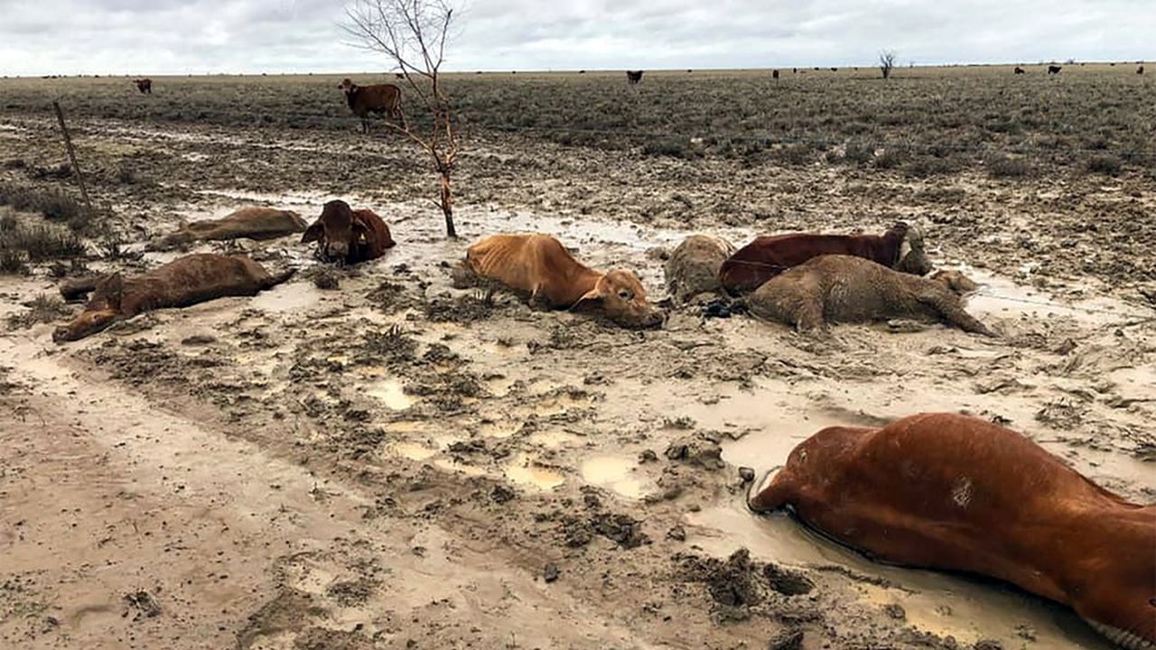 Plusieurs centaines de milliers de vaches sont mortes après la terrible sécheresse suivie d'inondations meurtrières dans l'Etat du Queensland en Australie.