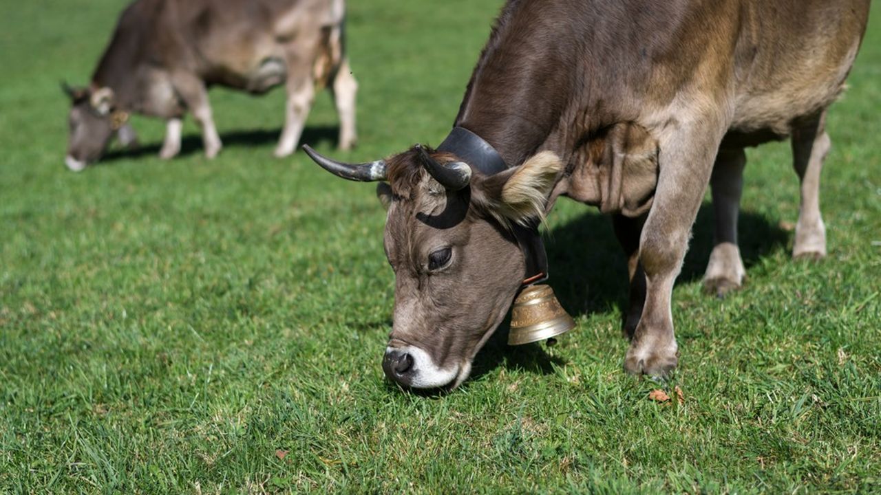 Le bonheur n'est pas toujours dans le pré. En France, environ 60.000 vaches sont chaque année victimes de tumeurs et d'infections provoquées par l'accumulation de déchets dans leur panse.