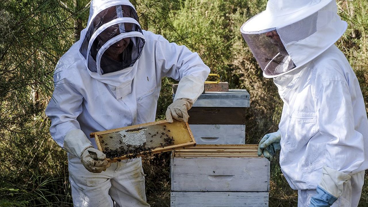 Pour assurer la pérennité de leurs activités, les apiculteurs développent des nouvelles compétences qu'ils proposent aux agriculteurs comme la pollinisation des champs de pleine culture.