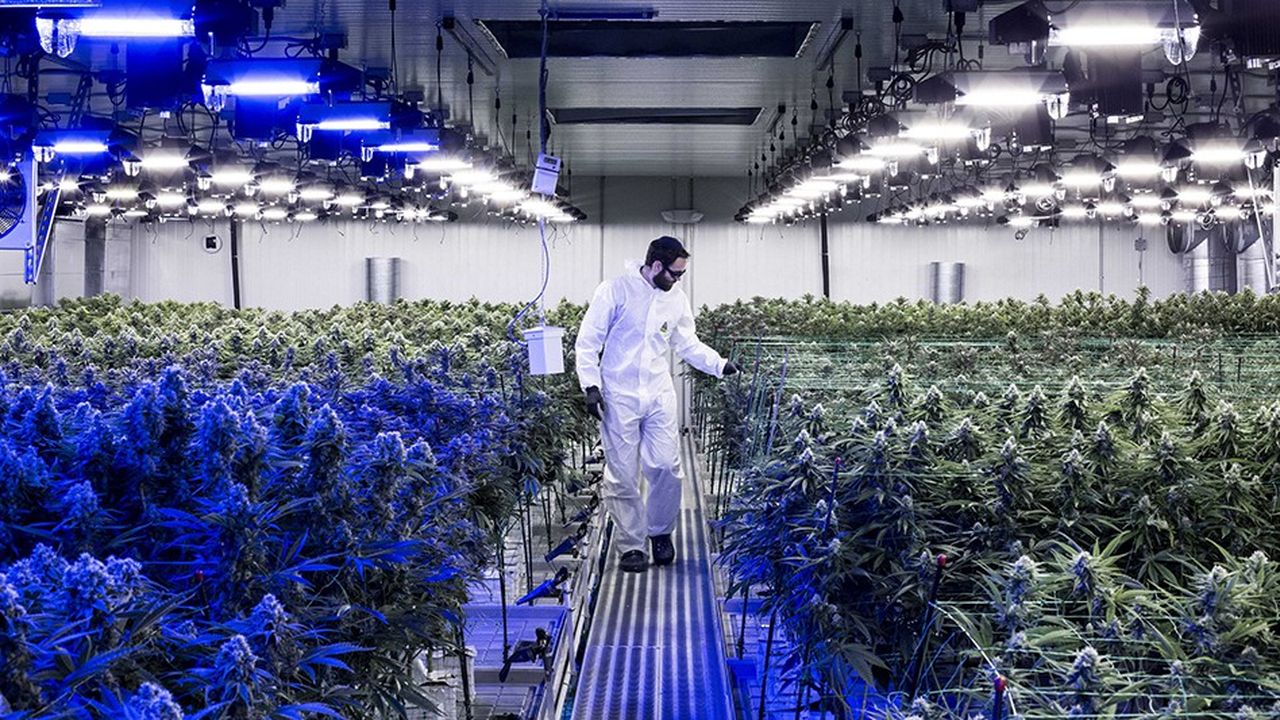 L'industrie naissante du cannabis en Amérique du Nord fait rêver certains investisseurs. Mais il y aura beaucoup de perdants.