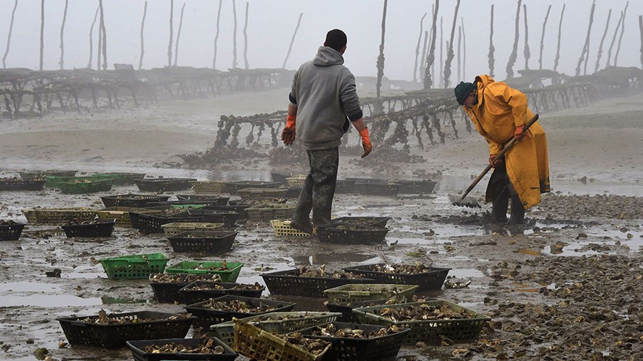 Les producteurs d'huîtres ont quelques jours avant une éventuelle marée noire pour faire des stocks.