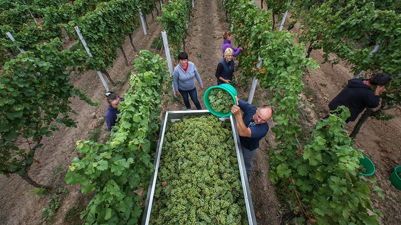 La production de vin a grimpé à 10,7 millions d'hectolitres en 2018 en Allemagne, contre 7,5 millions l'année précédente.