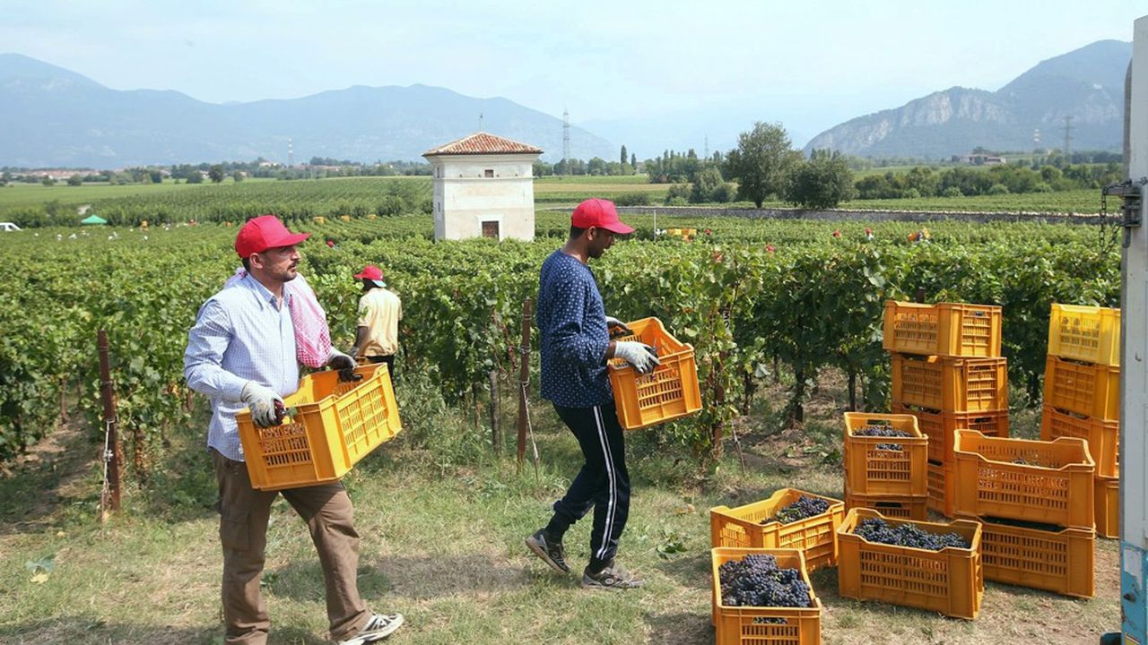 L'Italie a fortement développé son vignoble en 2018, accaparant à son profit quasi-exclusif le droit accordé par la Commission européenne d'accroître les plantations communautaires de 1 %