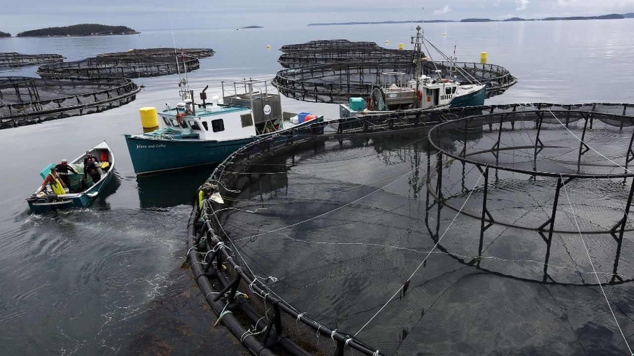 La ferme Cooke Aquaculture spécialisée dans le saumon près de Blacks Harbour dans le New Brunswick, au Canada.