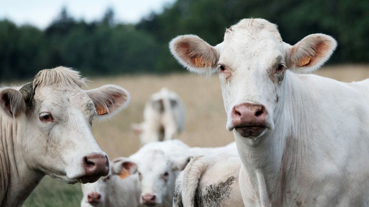 Vaut-il mieux que l'Europe finance des vaches, ou bien son patrimoine historique et la recherche ?