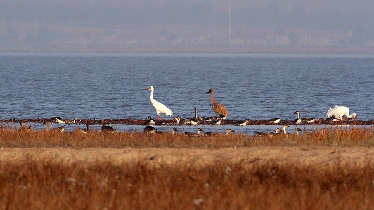Des grues de Sibérie et des oies cygnoïdes sur le lac Wolong, qui accueille depuis peu à nouveau les oiseaux migrateurs.