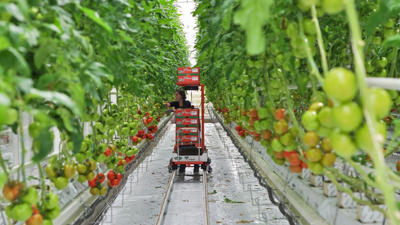 Les rendements moyens sous serres sont de l'ordre de 400 tonnes par hectare en tomates grappes et 200 tonnes en tomates cerises.