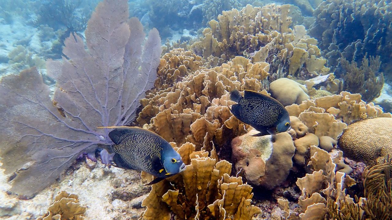 Environ la moitié de la couverture des récifs coralliens a disparu depuis les années 1870, selon le rapport. Près d'un tiers des récifs est, de plus, aujourd'hui menacé d'extinction.