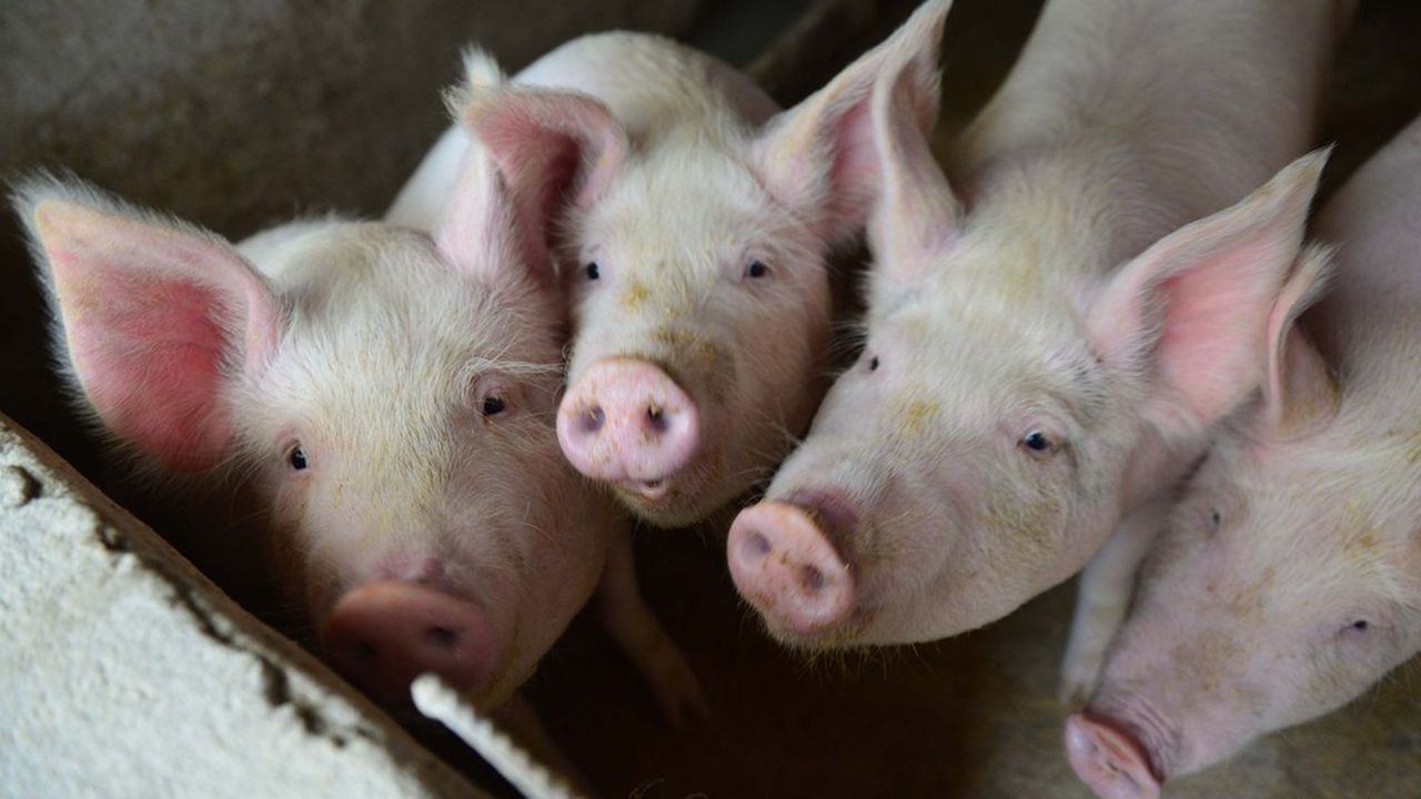La peste porcine africaine aura détruit l'équivalent d'une année de production de porc en Chine, selon le Département américain à l'agriculture (USDA)