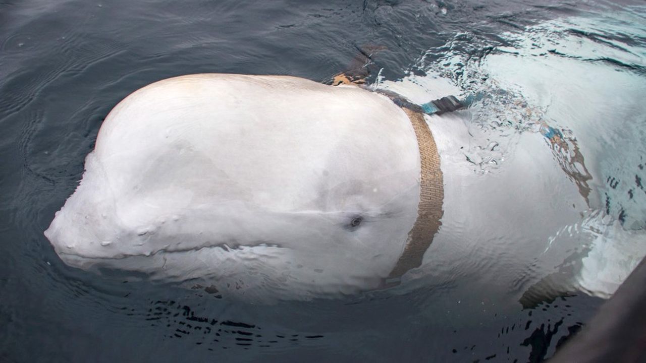 Une baleine blanche (béluga) équipée d'un matériel qui pourrait être une caméra pourrait être venue espionner la Norvège.