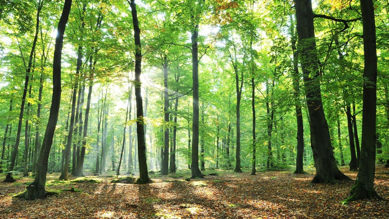 L'extension de la forêt française, même modérée, devrait contribuer à ce que l'objectif de neutralité carbone en 2050 soit atteint.