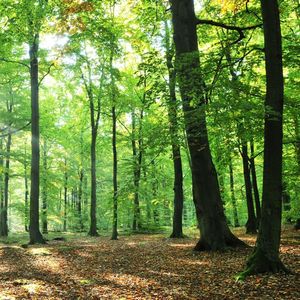L'extension de la forêt française, même modérée, devrait contribuer à ce que l'objectif de neutralité carbone en 2050 soit atteint.