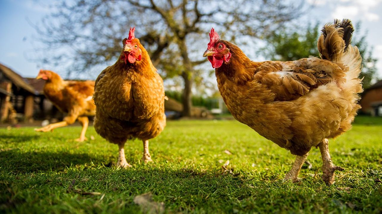 LDC a augmenté sa production de 30.000 tonnes par an depuis quatre ans et s'est donné pour objectif de produire 400.000 poulets de plus par semaine d'ici à 2022.