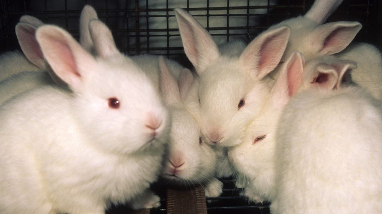 Plusieurs acteurs de la filière cunicole française se sont engagés à produire dès 2020 pour la grande distribution des lapins élevés sans cage.