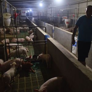 Au dernier pointage officiel, la Chine compte 136 foyers de peste porcine africaine répartis dans 32 provinces et 1,13 million de porcs sont morts ou ont été abattus dans le but de freiner la propagation.