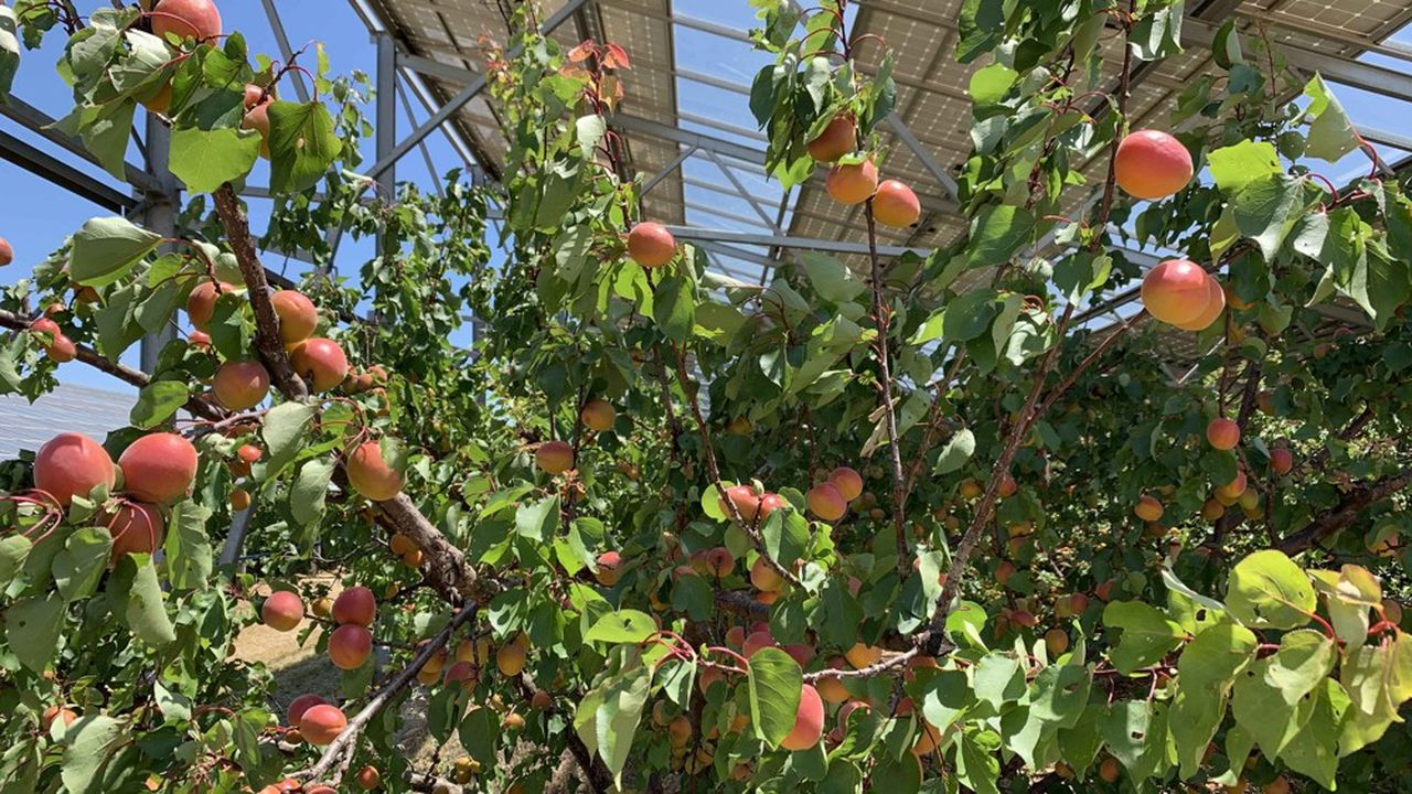 Dans le Gard, Akuo a installé des ombrières photovoltaïques qui produisent de l'électricité tout en protégeant 9 hectares de cerisiers et abricotiers.