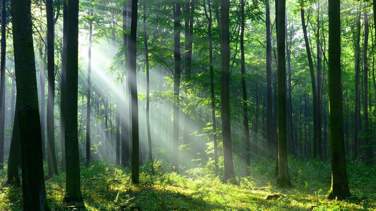 La régulation du climat doit beaucoup à la symbiose existant, au coeur des forêts, entre les champignons et les arbres.