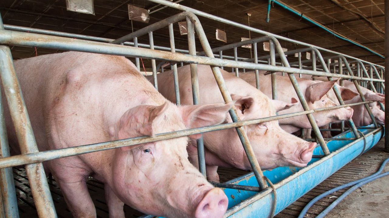 Les documents douaniers auraient notamment omis de signaler la présence dans la viande de ractopamine, un additif donné, dans les élevages d'Amérique du Nord, aux porcs afin d'obtenir une viande plus maigre et plus protéinée