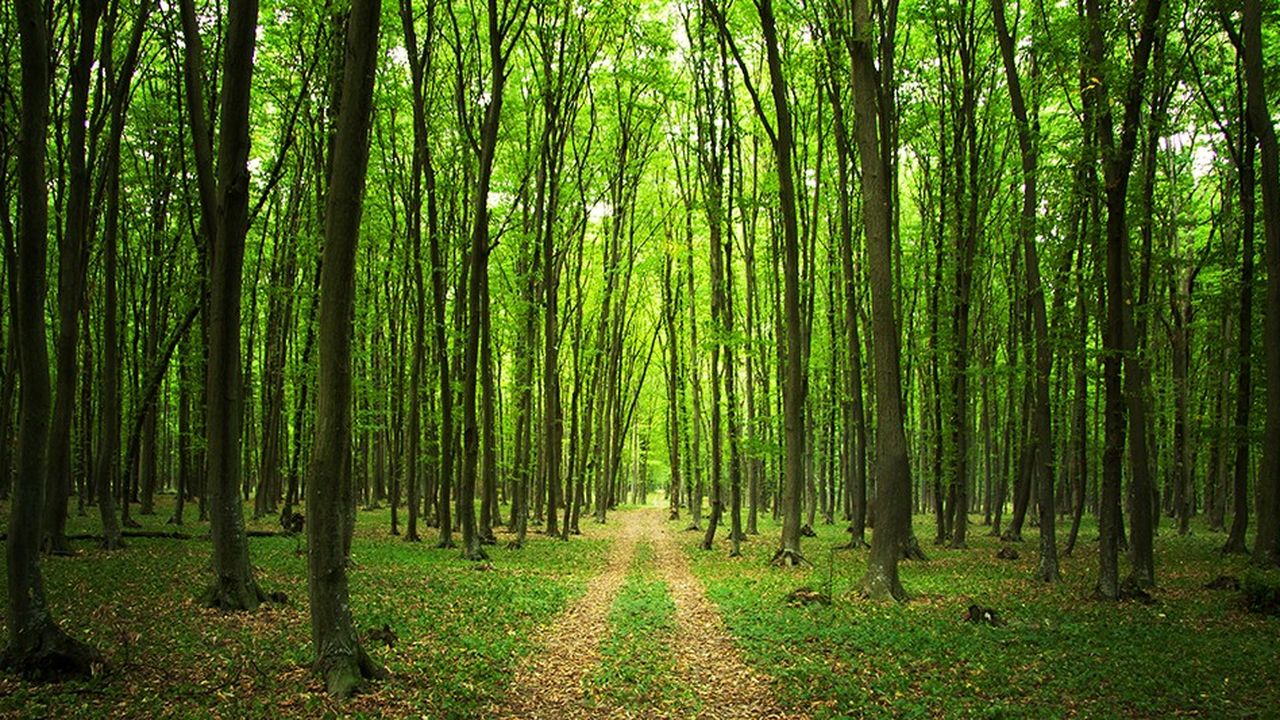 L’hectare de bois et de forêt se négocie, en moyenne, 4.100 euros aujourd’hui.