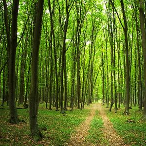 L’hectare de bois et de forêt se négocie, en moyenne, 4.100 euros aujourd’hui.