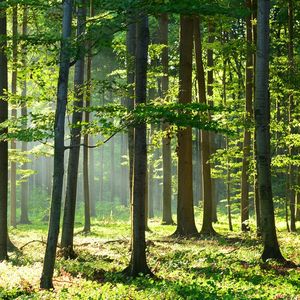 Sur les vingt dernières années, le prix de l'hectare de forêt a augmenté en moyenne de 3,2 % par an.