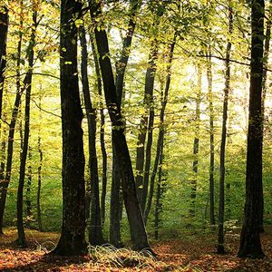 Le prix de l'hectare de forêt se valorise régulièrement de 3 à 4 % par an depuis 2008.