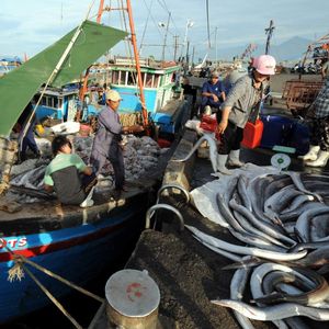 L'accord de libre-échange entre le Vietnam et l'Union européenne va permettre à Hanoï d'exporter davantage de ses produits de la pêche vers le Vieux Continent.