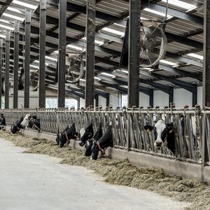 Les producteurs européens de boeufs sont parmi les plus inquiets devant cet accord qui fait la part belle aux intérêts industriels européens, et à certains secteurs agricoles précis (vins, spiritueux, fromages…)