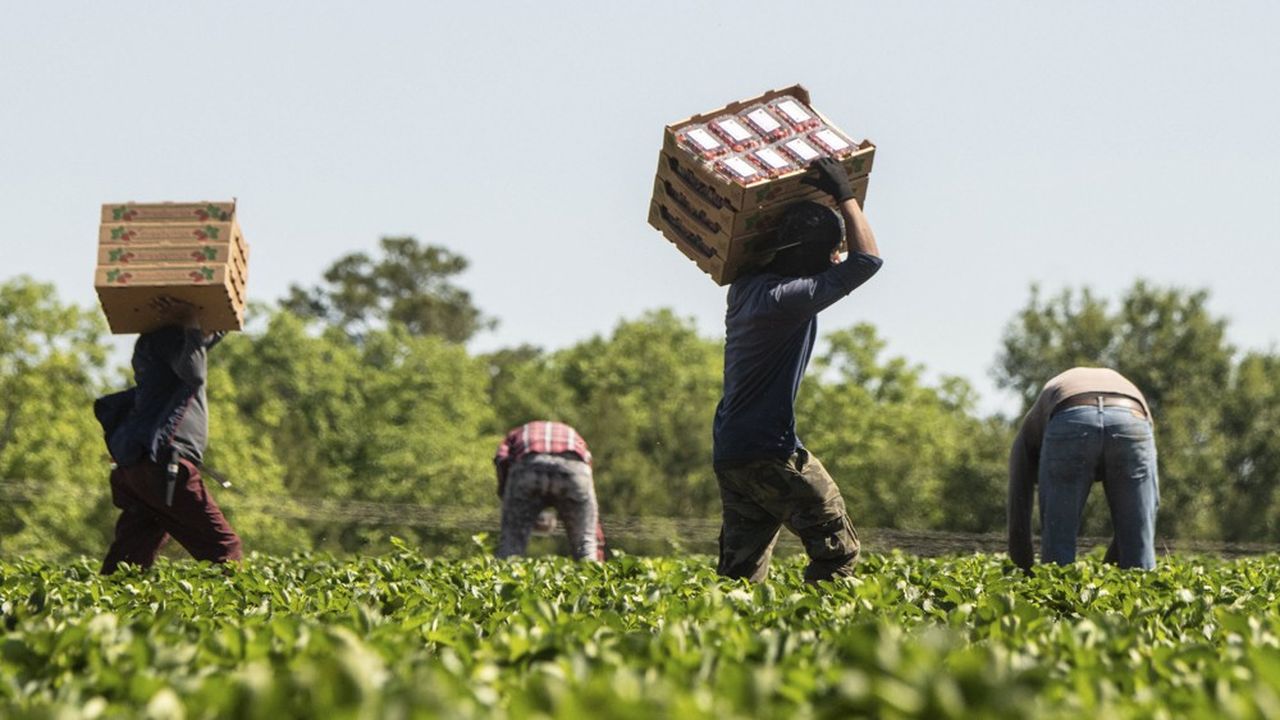 L'agriculture compte parmi les secteurs particulièrement ciblés par les services de contrôle contre le travail illégal de l'Etat.