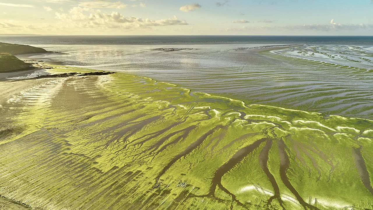 La plage du Bon Abri à Hillion (Côtes d'Armor) couverte d'algues vertes, comme beaucoup d'autres dans la baie de Saint-Brieuc.