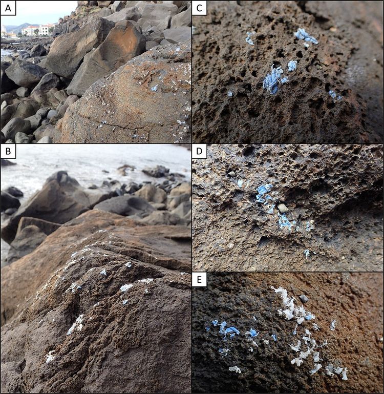 Exemples de plasticroûtes observées par les scientifiques sur les rochers de l'île de Madère.