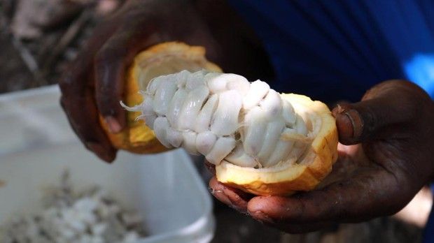 La pulpe blanche qui entoure les fèves contenues dans le fruit du cacaoyer n'a été jusqu'à présent jamais utilisée pour adoucir le chocolat