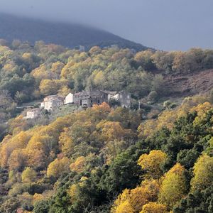 Le verger central de la Corse, qui comptait 30.000 hectares de châtaigneraies, n'en comprend plus qu'un millier.