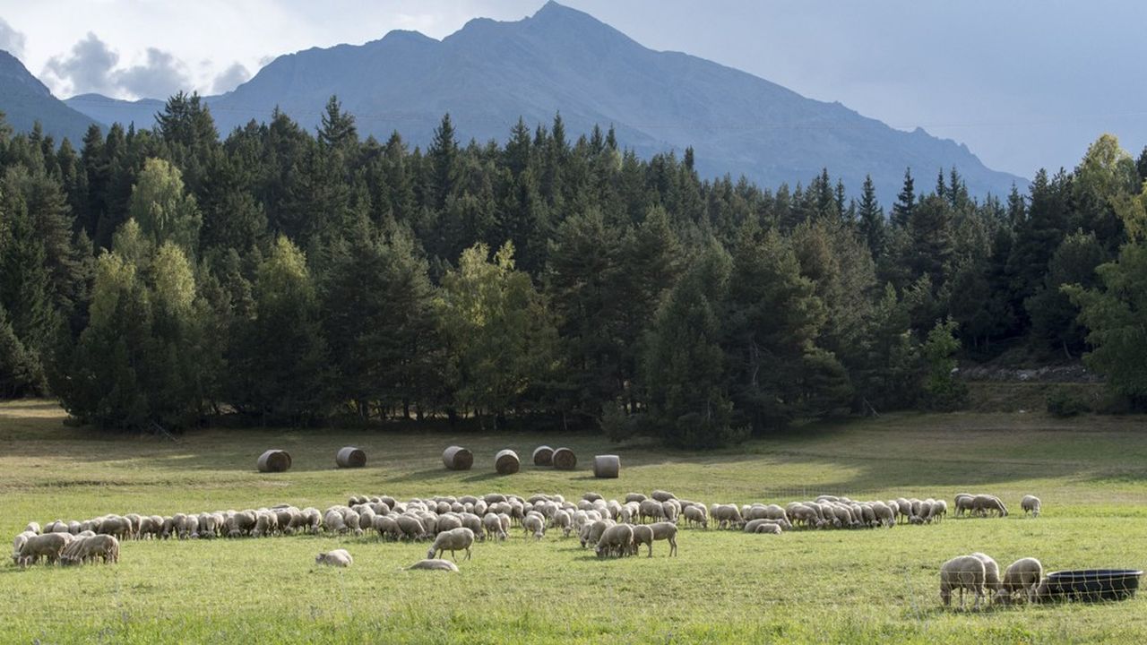 L'an dernier, plus de 12.500 animaux, majoritairement des ovins, ont été la cible de 3.674 attaques en France, provoquant la colère des éleveurs.