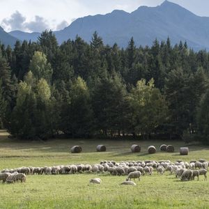 L'an dernier, plus de 12.500 animaux, majoritairement des ovins, ont été la cible de 3.674 attaques en France, provoquant la colère des éleveurs.