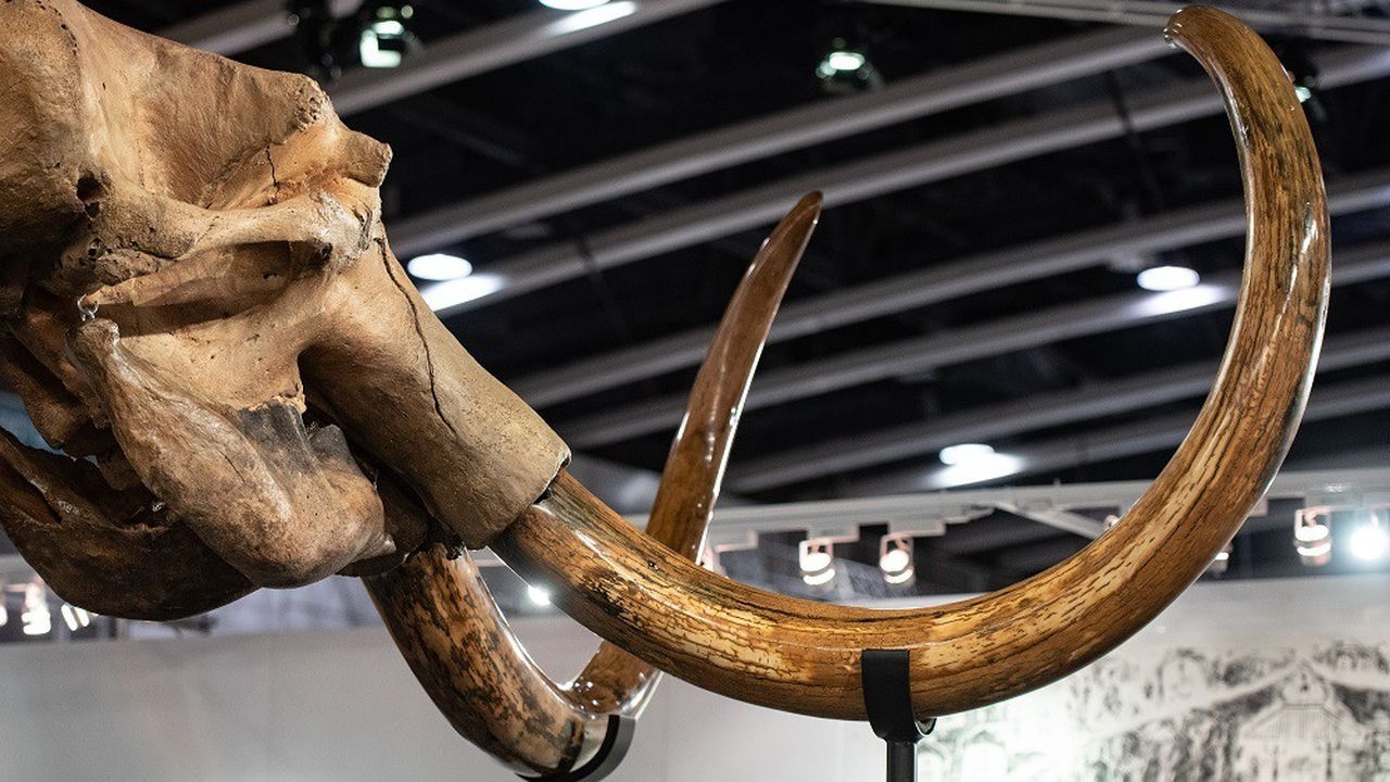 Un rare squelette de mammouth entier, estimé entre 319.000 et 447.000 dollars, mis aux enchères par Sothebys à Hong Kong en mars 2019.