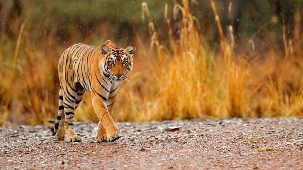 En Inde, de l'année 2014 à l'année 2018, la population de tigres sauvages a augmenté de 30 %.
