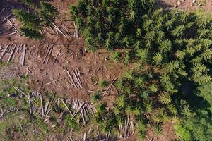 Près d'un quart de la dégradation des forêts dans le monde est due au secteur forestier