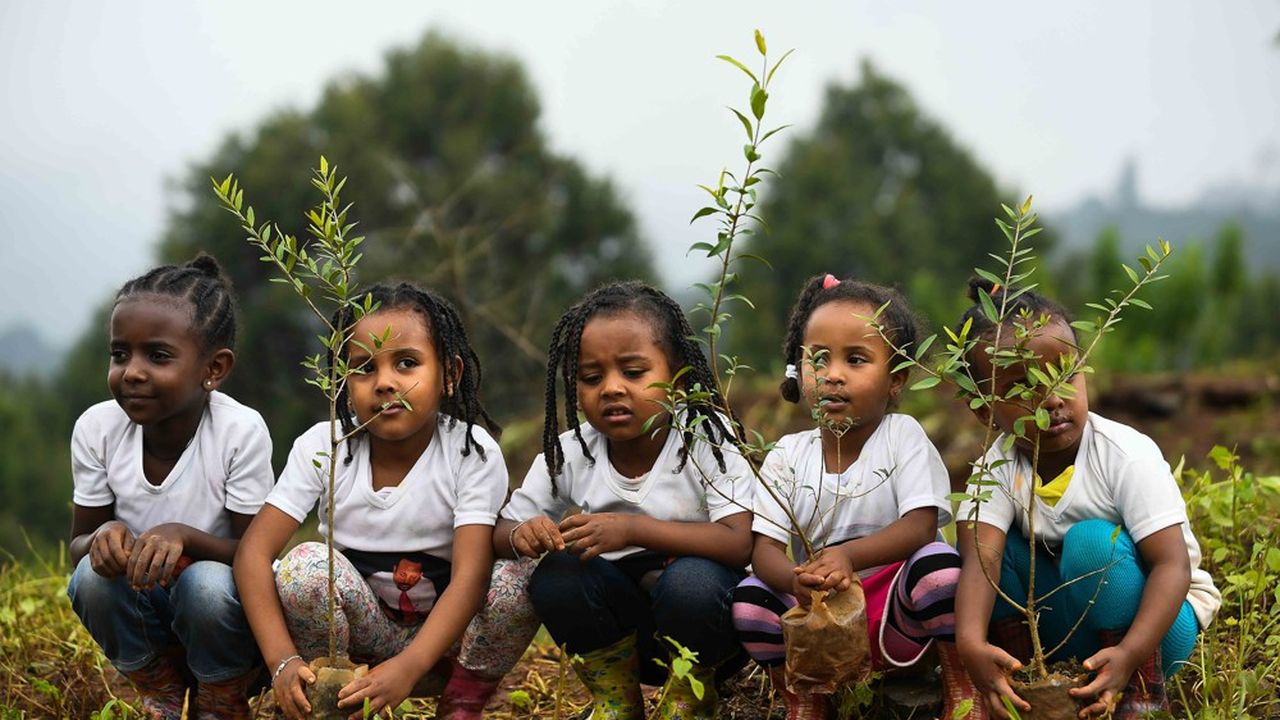 Jusqu'à octobre 2019, 4 milliards d'arbres seront plantés dans toute l'Ethiopie. Une mesure anti-réchauffement climatique.