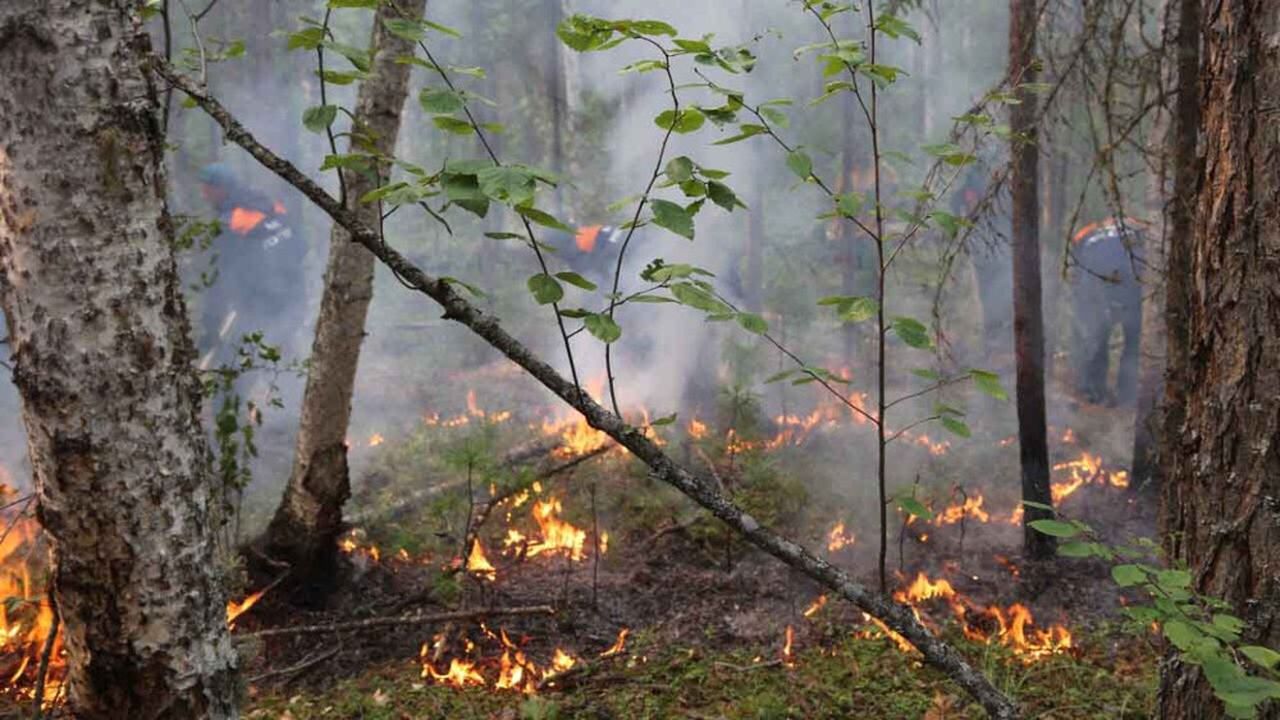Déclenchés généralement par la foudre, les feux de forêts ont parcouru des millions d'hectares en Sibérie cette année, en raison de la sécheresse et de températures inhabituelles.
