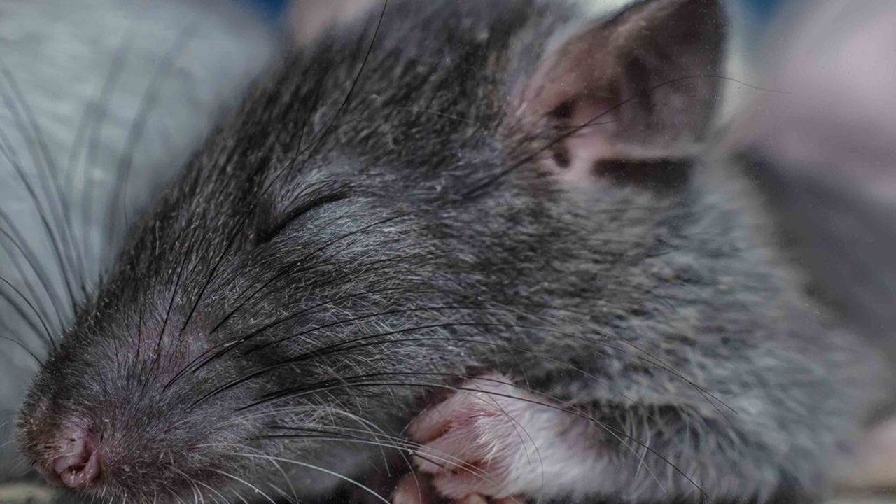 Même chez un simple rat (photo), un cerveau endormi n'est pas un cerveau inactif. Des scientifiques ont implanté des électrodes à l'intérieur de la matière grise des rongeurs pour en savoir plus sur le langage neuronal.