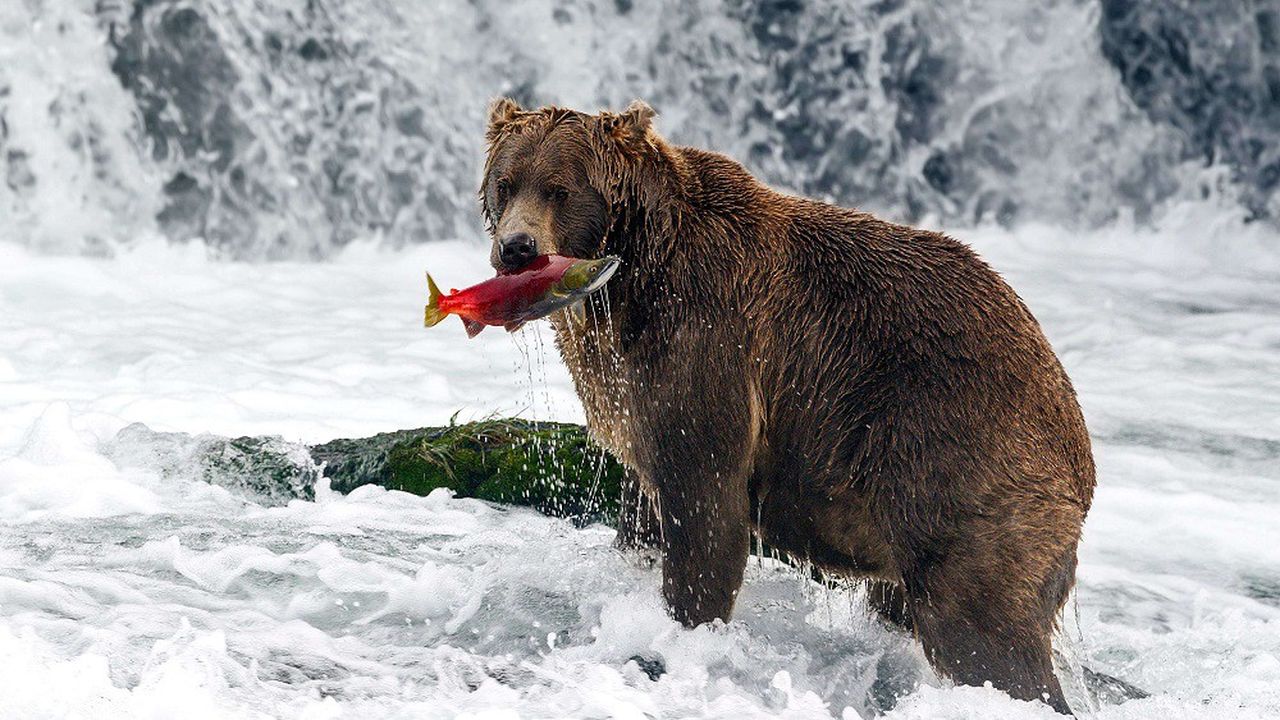 La forêt nationale du Tongass en Alaska abrite de nombreuses espèces de faune et de flore rares et en voie de disparition dont des ours bruns.