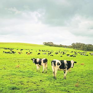 L'Australie fait partie des cinq ou six premiers exportateurs de lait dans le monde. Toutefois, elle doit gérer les conséquences d'épisodes de grave sécheresse, qui limitent notablement les possibilités de pâturage.