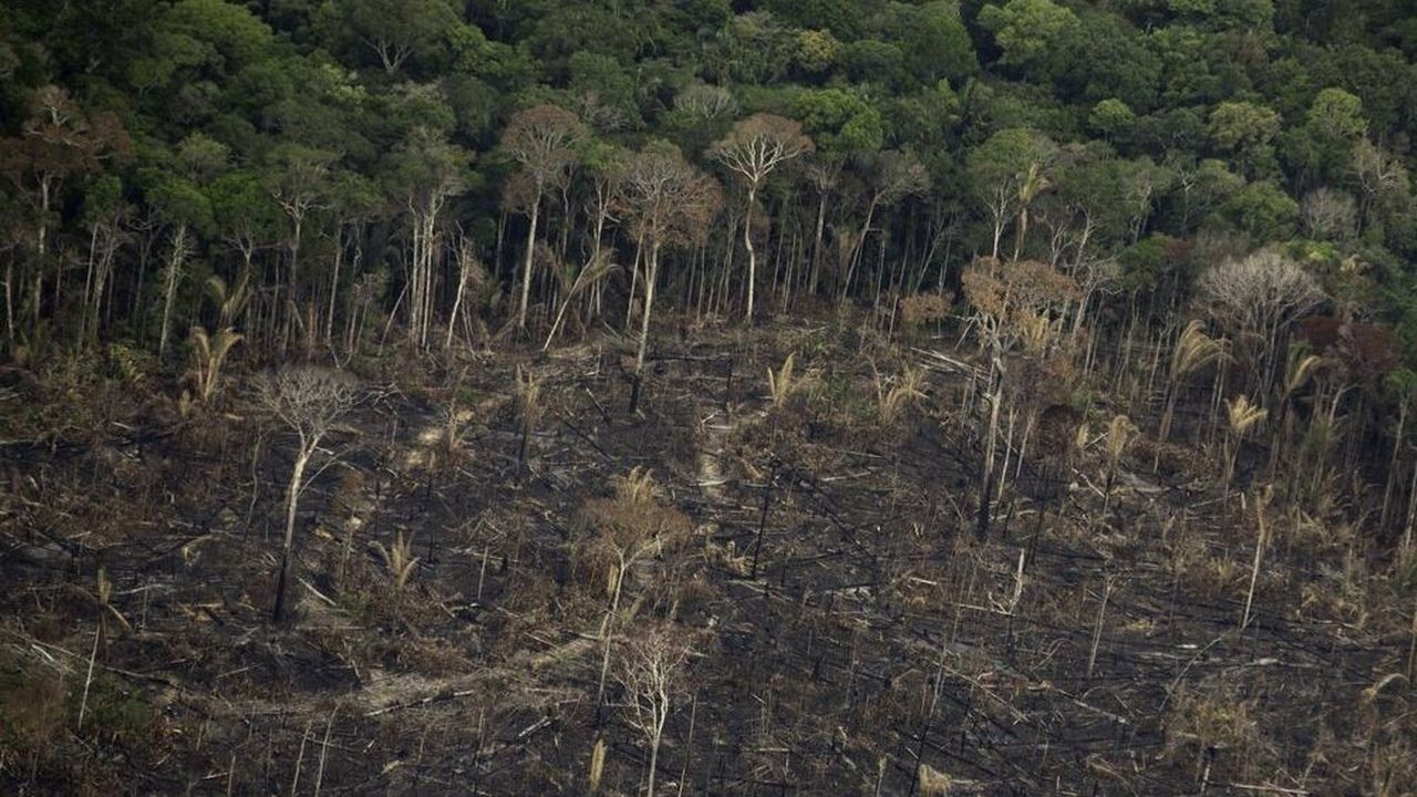 Entre janvier et août, la déforestation de l'Amazonie brésilienne a quasiment doublé