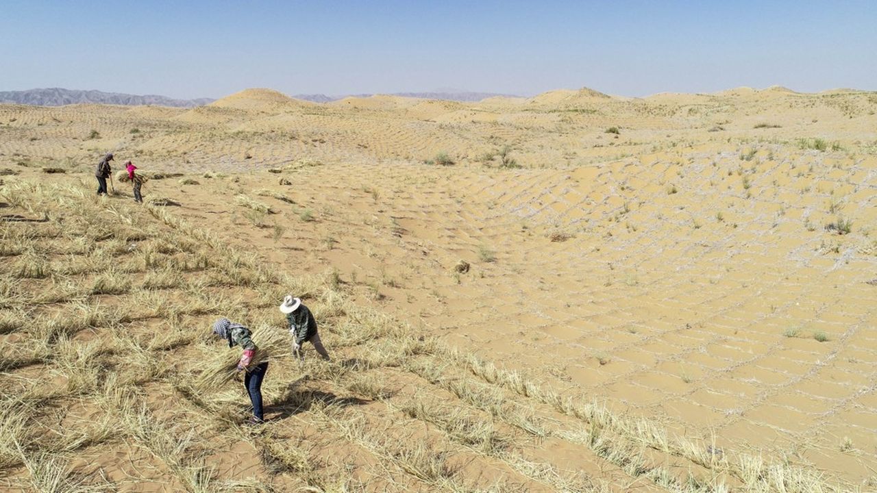 Des paysans tentent de lutter contre la progression du désert dans la région de Changliushui, près de la ville Zhongwei dans le Nord de la Chine.