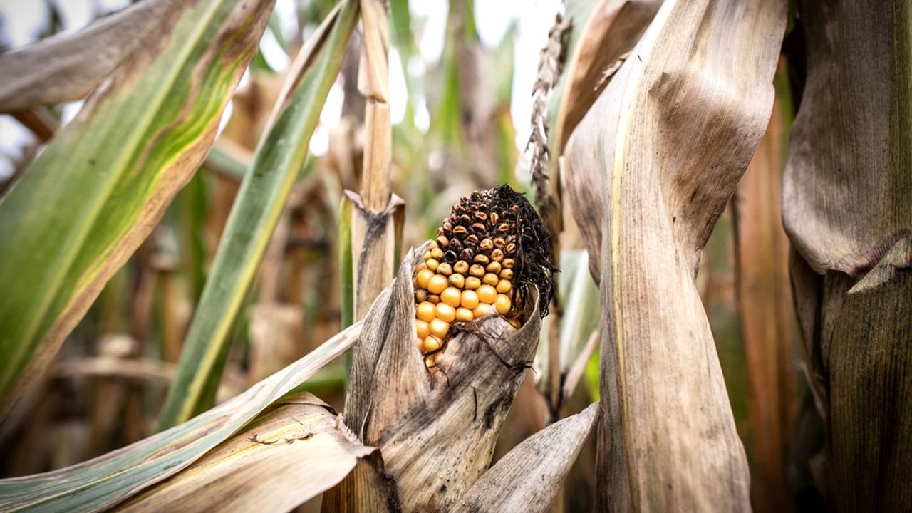 Un tiers de la production de maïs de 112 communes de Seine-Maritime est interdit à la commercialisation après l'incendie de l'usine Lutirzol jeudi dernier.
